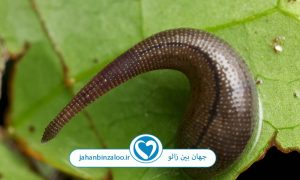 خواص زالو درمانی