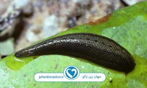 خواص زالو درمانی کدامند؟