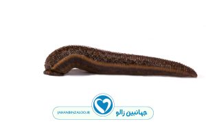 چرا باید زالو یکبار مصرف شوند؟