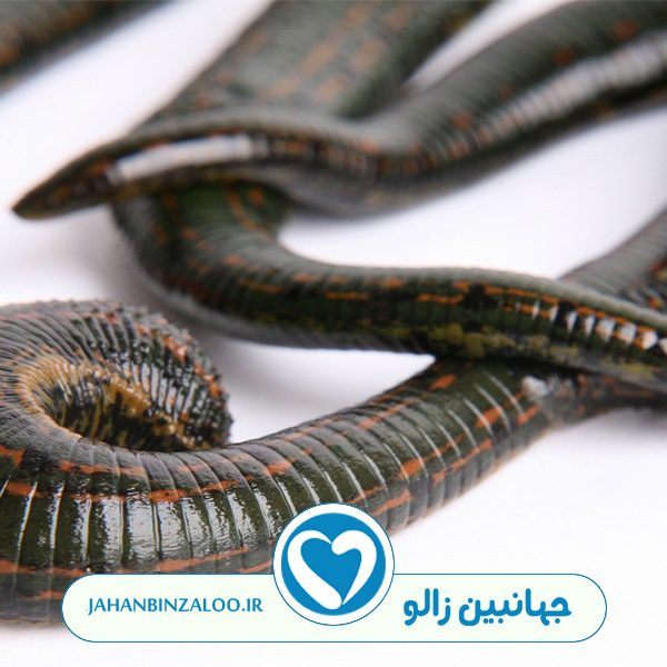 بهترین راه پانسمان زخم زالو