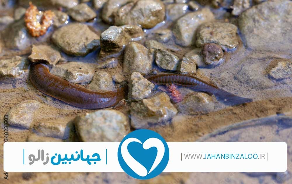 قیمت زالو