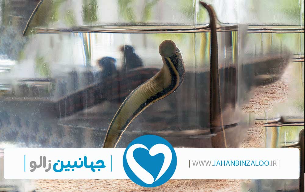 نمایندگی فروش زالو