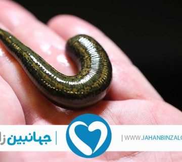 نمایندگی فروش زالو